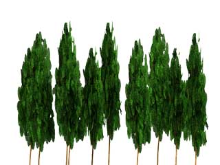 Trees2.jpg